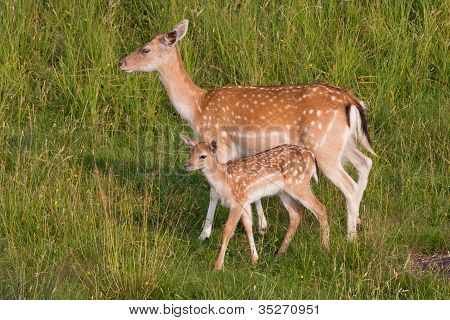 Hirsch auf einer Wiese mit einem jungen