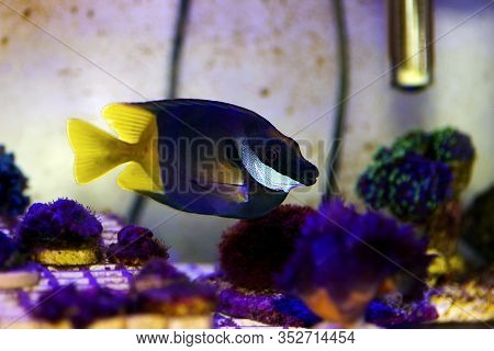 Bicolored Foxface Rabbit Fish - (siganus Uspi)