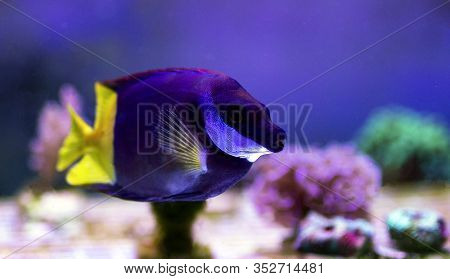 Bicolored Foxface Rabbit Fish - (siganus Uspi)