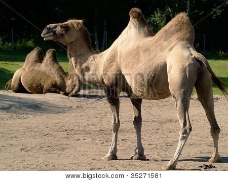 Bactrian Camel