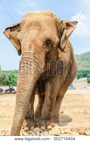 Vertical Portrait Of An Elephant Waiting For Food In A Zoo