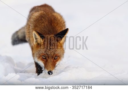 Portrait Of A Red Fox In The Snow With Yellow Expressive Eyes