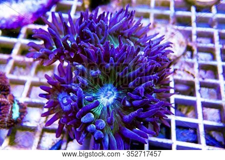 Duncanopsammia Is A Large Polyp Stony (lps) Coral - Duncanopsammia Axifuga