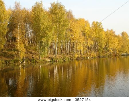 Zlatá bříza a jezero na podzim