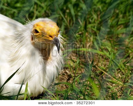 Egyptian Vulture