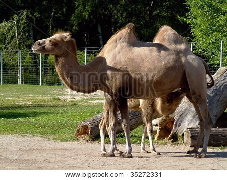 Bactrian Camel