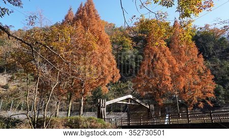 Wooden Bridge Between Ginkgo Trees. Autumn Landscape In Countryside Of Osaka, Japan