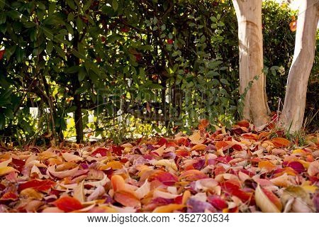 Red fallen leaves strewn on the ground like a red carpet, autumn foliage color during early December in Osaka, Japan