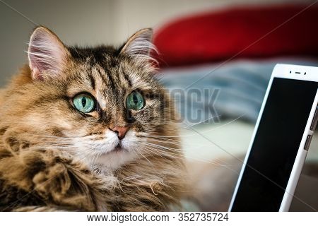 Cat Looking At Smartphone Mobile Cell Phone. Selective Focus. Funny Animals