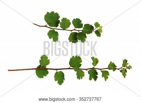 Set Of Goosberry Twigs With Green Leaves Isolated On White Background