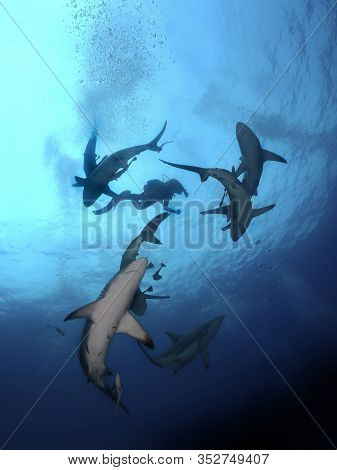 Danderous Shark Swim Throw The Crystal Clear Water