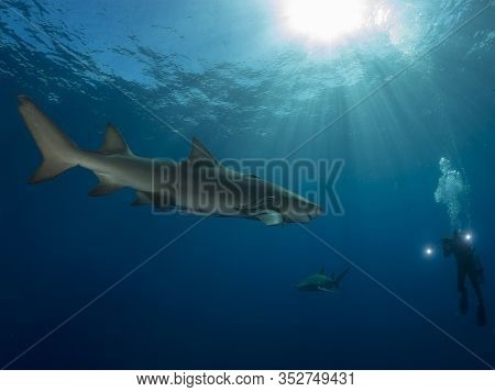 Danderous Shark Swim Throw The Crystal Clear Water