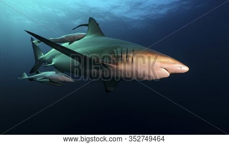 Danderous Shark Swim Throw The Crystal Clear Water
