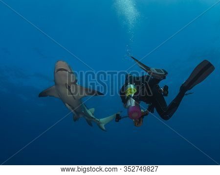 Danderous Shark Swim Throw The Crystal Clear Water
