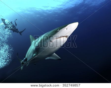 Danderous Shark Swim Throw The Crystal Clear Water