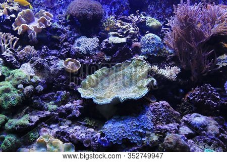 Beautiful Colorful Marine Life In The Aquarium