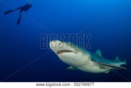 Danderous Shark Swim Throw The Crystal Clear Water
