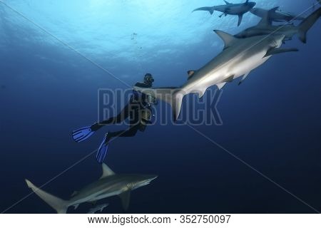 Danderous Shark Swim Throw The Crystal Clear Water