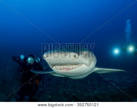 Danderous Shark Swim Throw The Crystal Clear Water