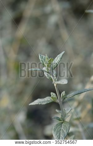 Tree Germander Leaves - Latin Name - Teucrium Fruticans