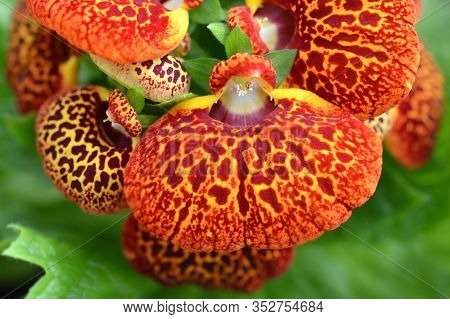 Orange Yellow Slipper Flower - Latin Name - Calceolaria X Herbeohybrida