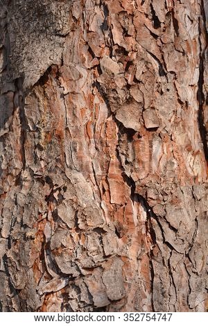 Black Pine Bark Detail - Latin Name - Pinus Nigraa