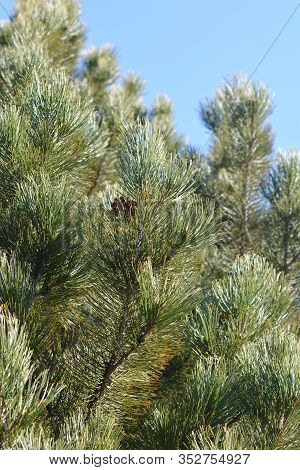 Bosnian Pine Branches - Latin Name - Pinus Heldreichii Var. Leucodermis