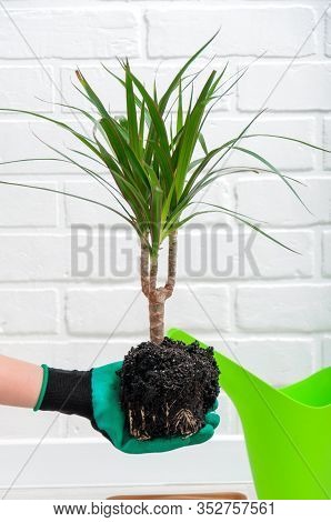 Care for indoor plants. The girl transplanted dracaena. Dracaena, watering can, spray gun, soil, dra