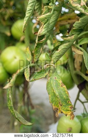 Tomato Plants Leaves Infected By Late Blight Pathogen Phytophthora Infestans
