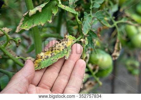 Septoria Leaf Spot On Tomato. Damaged By Disease And Pests Of Tomato Leaves