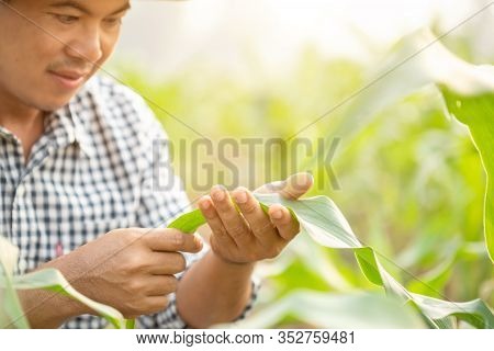 Farmer Working In The Field Of Corn Tree And Research Or Checking Problem About Aphis Or Worm Eating