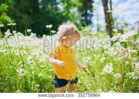 Adorable Baby Girl Amidst Green Grass And Beauitiful Daisies On A Summer Day. Little Child Having Fu