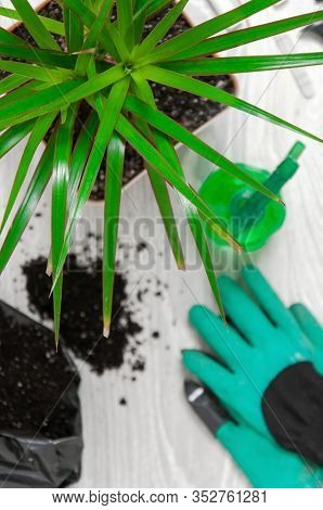 Care For Indoor Plants. The Girl Transplanted Dracaena. Dracaena, Watering Can, Spray Gun, Soil, Dra