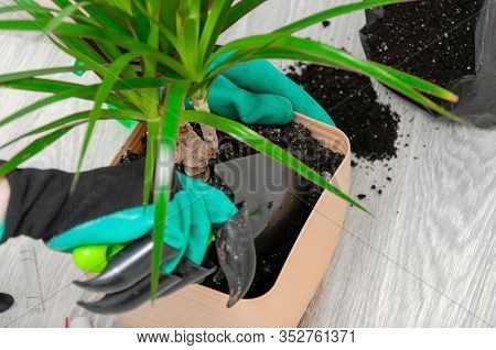 Care for indoor plants. The girl transplanted dracaena. Dracaena, watering can, spray gun, soil, dra