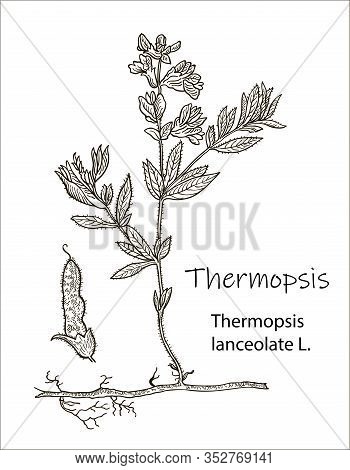 Vector Hand Drawn Herb. Botanical Plant Illustration. Vintage Medicinal Herb Sketch. Thermopsis