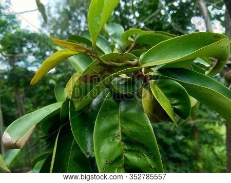 Young Green Soursop Laves Or Prickly Custard Apple. (annona Muricata L.) Plant For Treatment Of Carc