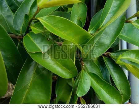 Young Green Soursop Laves Or Prickly Custard Apple. (annona Muricata L.) Plant For Treatment Of Carc