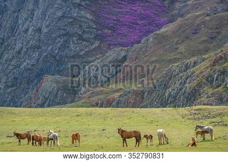 Picturesque Spring Landscape With A Herd Of Horses With Foals Grazing In A Meadow Against The Backdr
