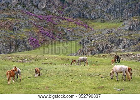 Picturesque Spring Landscape With A Herd Of Horses With Foals Grazing In A Meadow Against The Backdr
