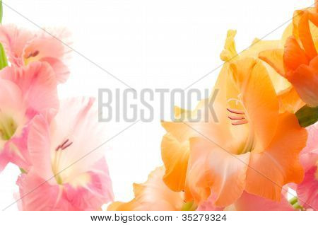 To farver gladiolus blomster