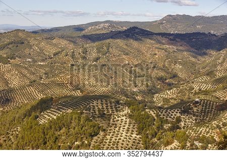 Olive Tree Fields In Andalusia. Spanish Agricultural Harvest Landscape. Jaen