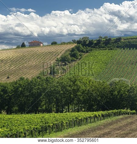 Rural Landscape Near Chieti, Abruzzo, Italy, At Summer. Vineyards