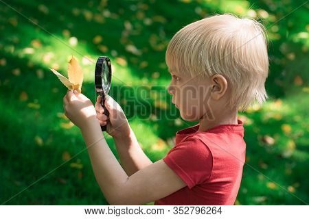 Curious Boy Holding Leaf And Using Magnifying Glass To Look Through. Serious Guy Exploring The Envir