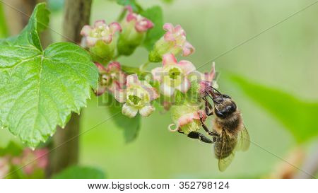 Gooseberry, Ribes Uva-crispa Blooming In Spring. Flower Ribes Grossularia Close-up Against Backgroun