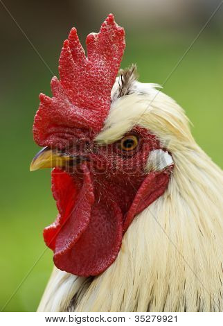 Profil kohout / Cockrel