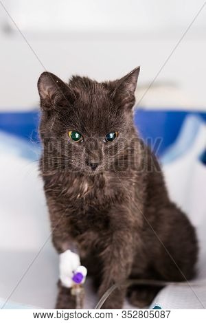 Kitten With Panleukopenia And Nausea At The Veterinary Clinic