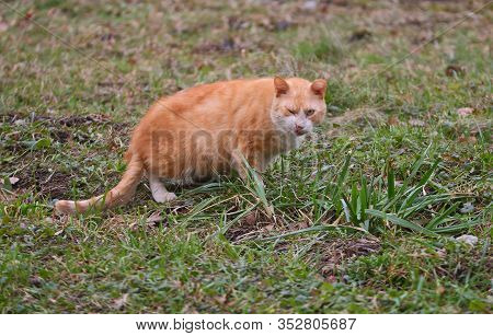 The Red Cat Grimaced At The Tasteless Grass
