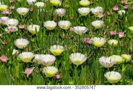 Medicinal Flowers In Nature And Natural Environment