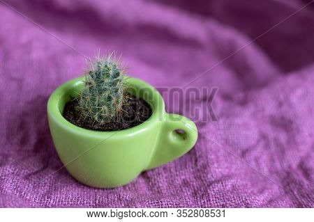 One Process Of A Perennial Cactus Mammillaria Prolifera In A Small Decorative Green Mug On A Purple 