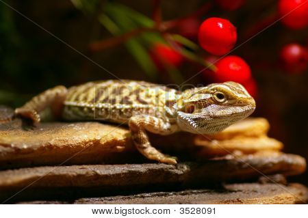 Dragón barbudo